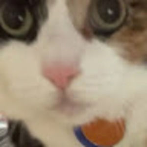 Meet your Posher, Empyility